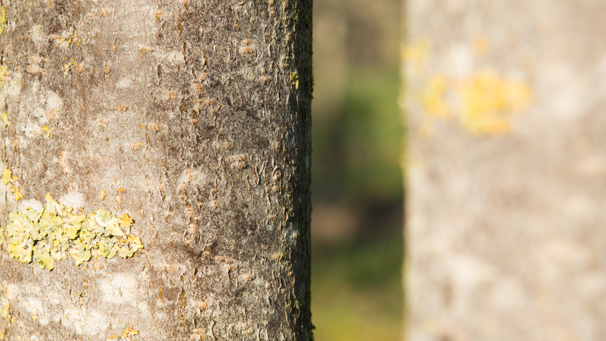Prunus virginiana 'Canada Red' bast