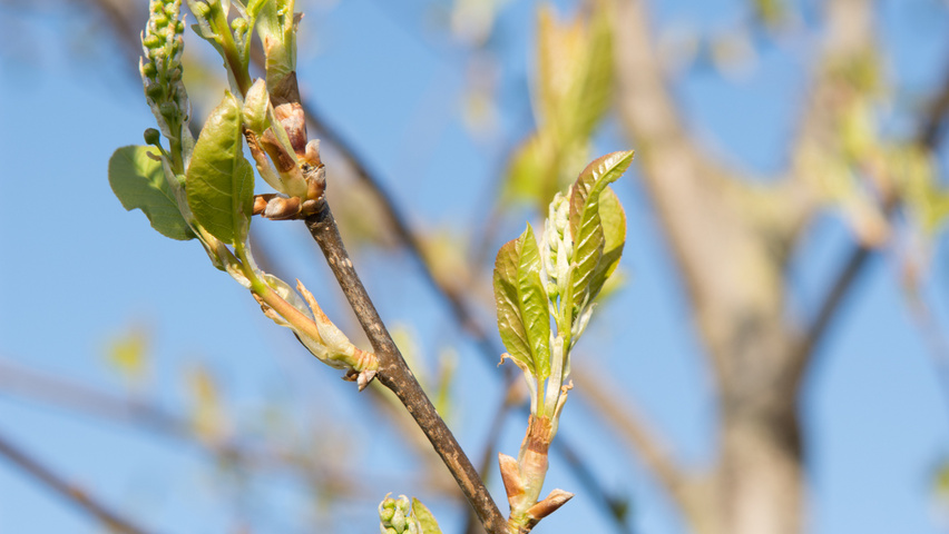 Prunus virginiana 'Canada Red' bloem