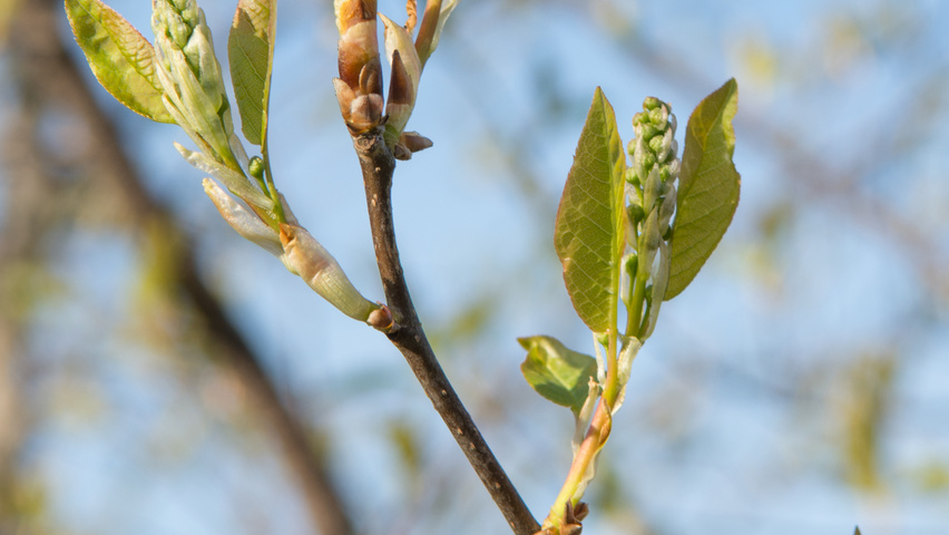 Prunus virginiana 'Canada Red' bloem