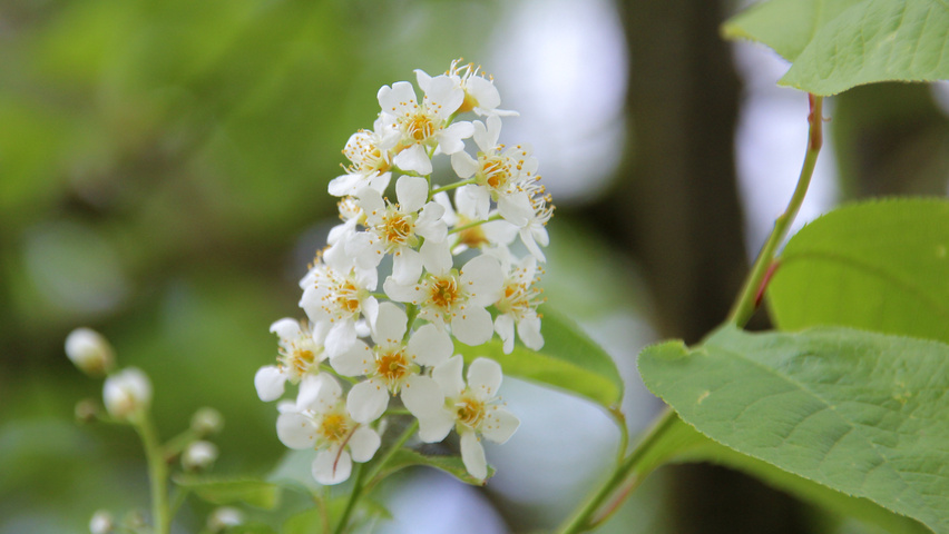 Prunus virginiana 'Canada Red' bloem