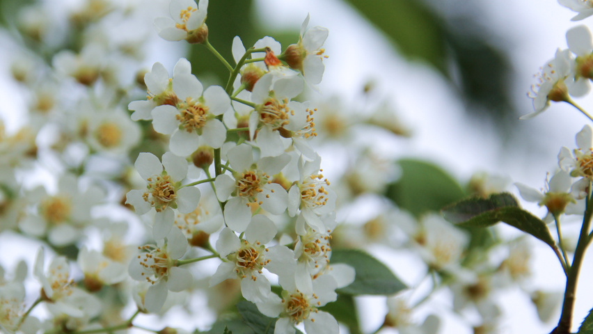 Prunus virginiana 'Canada Red' bloem