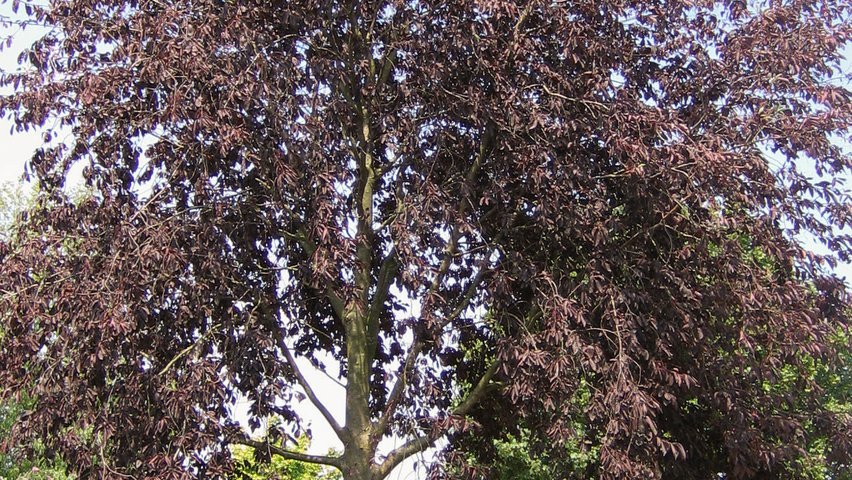 Prunus virginiana 'Canada Red' hoogstam