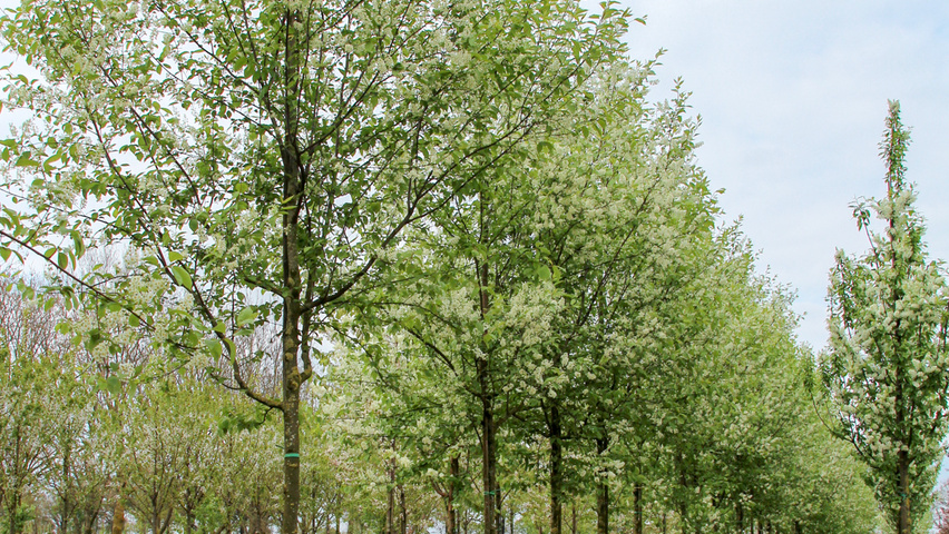 Prunus virginiana 'Canada Red' hoogstam