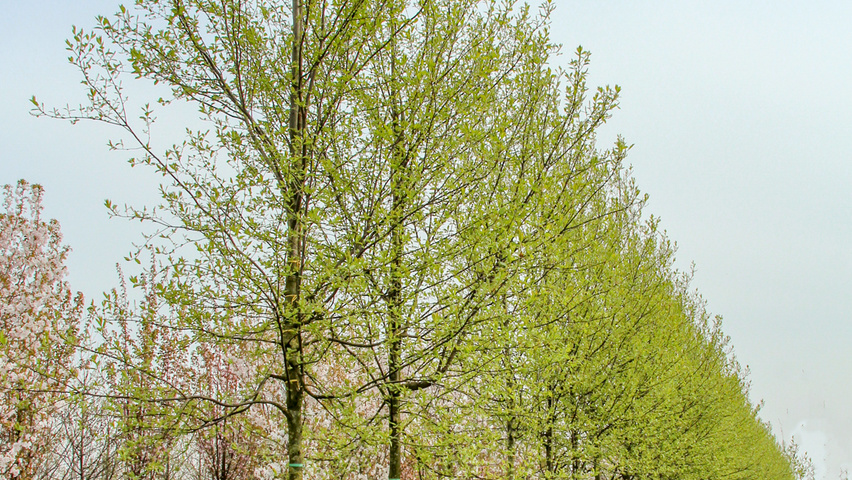 Prunus virginiana 'Canada Red' hoogstam