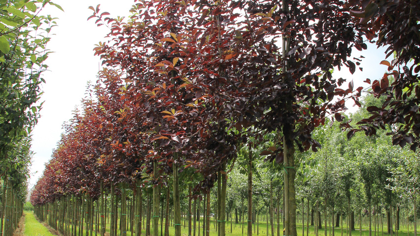 Prunus virginiana 'Canada Red' hoogstam