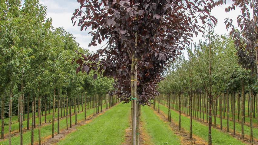 Prunus virginiana 'Canada Red' hoogstam