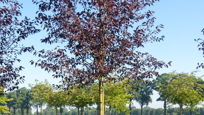 Prunus virginiana 'Canada Red' hoogstam