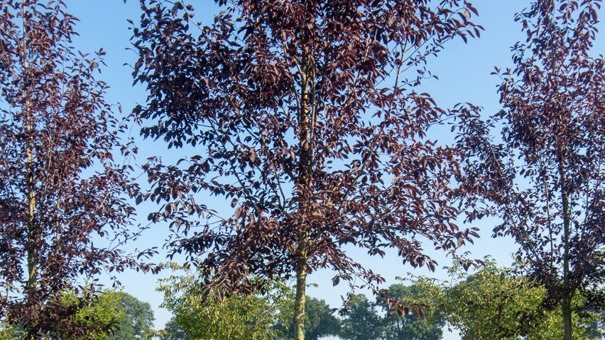 Prunus virginiana 'Canada Red' hoogstam