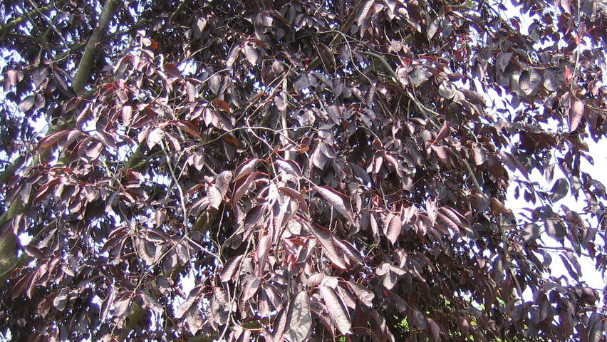 Prunus virginiana 'Canada Red' blad