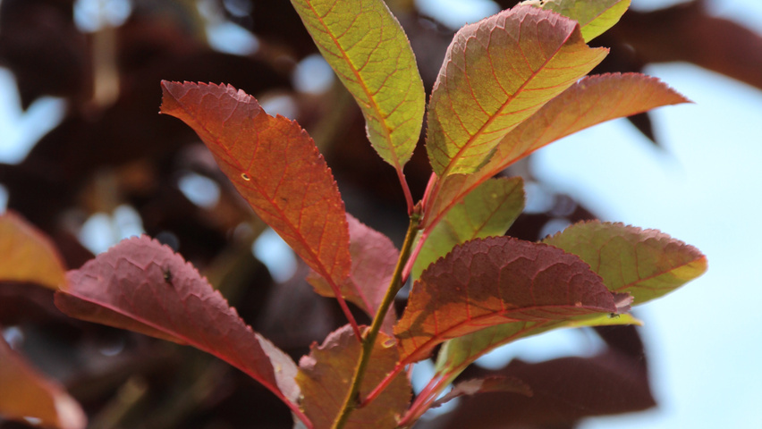 Prunus virginiana 'Canada Red' blad
