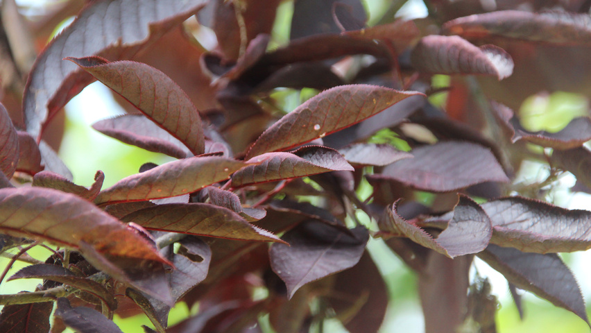 Prunus virginiana 'Canada Red' blad