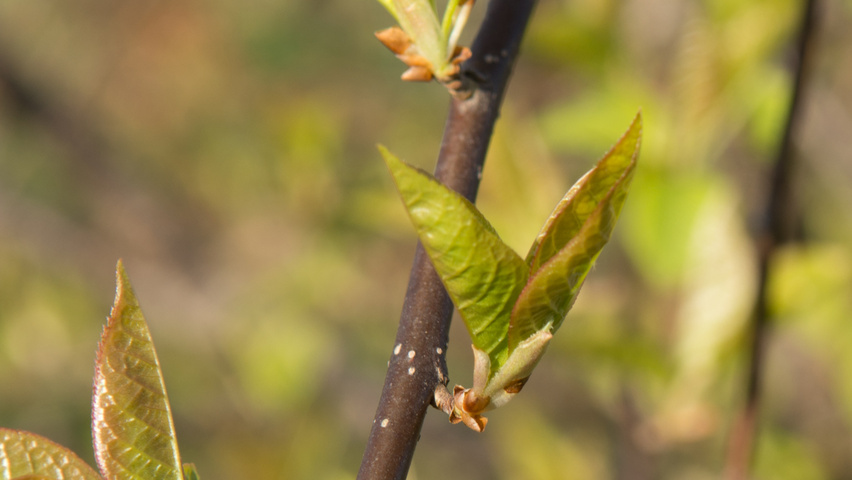 Prunus virginiana 'Canada Red' blad