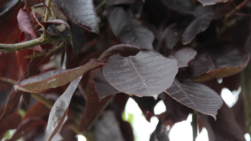 Prunus virginiana 'Canada Red' blad