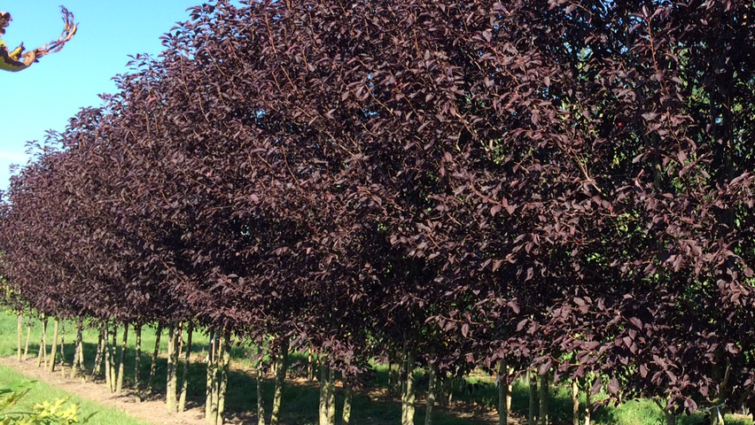 Prunus virginiana 'Canada Red' meerstammig