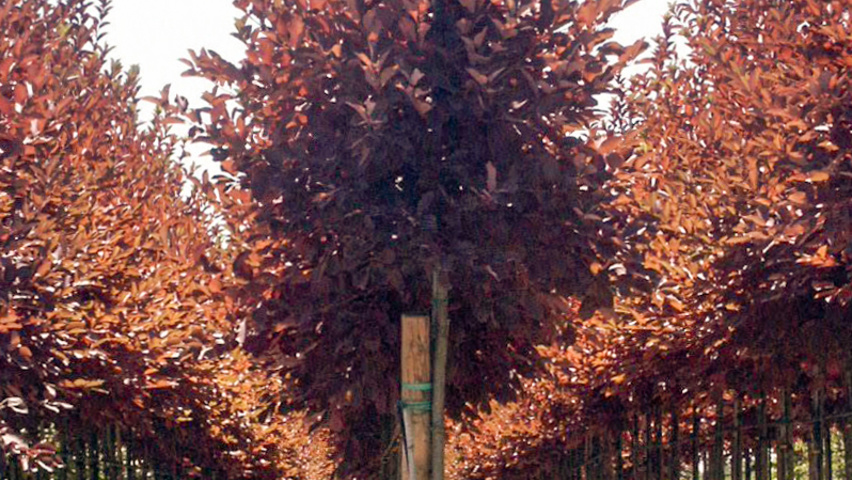 Prunus virginiana 'Shubert' pienne