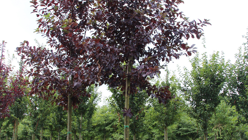 Prunus virginiana 'Shubert' pienne
