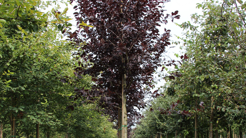 Prunus virginiana 'Shubert' pienne