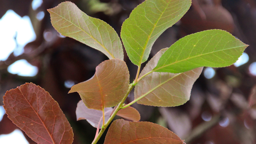 Prunus virginiana 'Shubert' liście