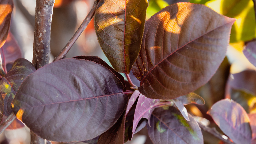 Prunus virginiana 'Shubert' liście
