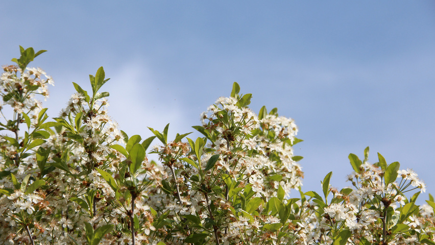 Prunus x eminens 'Umbraculifera' fleurs
