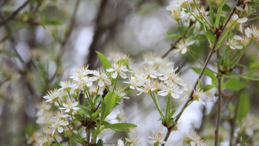 Prunus x eminens 'Umbraculifera' fleurs