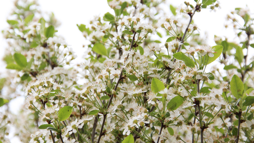 Prunus x eminens 'Umbraculifera' fleurs