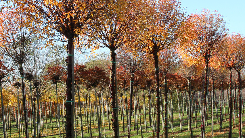 Prunus x eminens 'Umbraculifera' haute tige