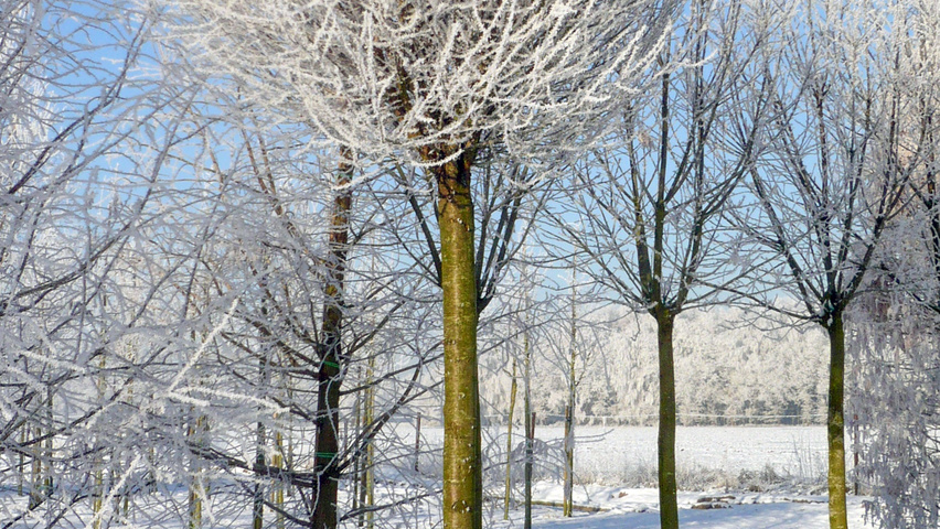 Prunus x eminens 'Umbraculifera' haute tige