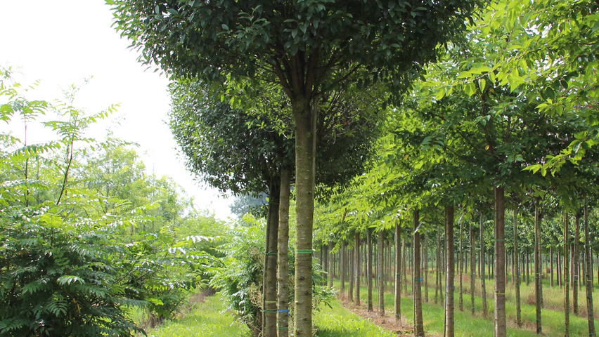 Prunus x eminens 'Umbraculifera' haute tige