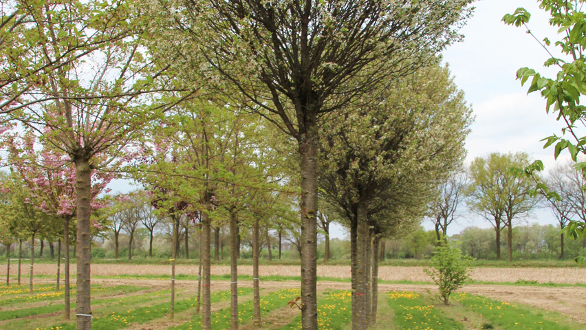Prunus x eminens 'Umbraculifera' haute tige