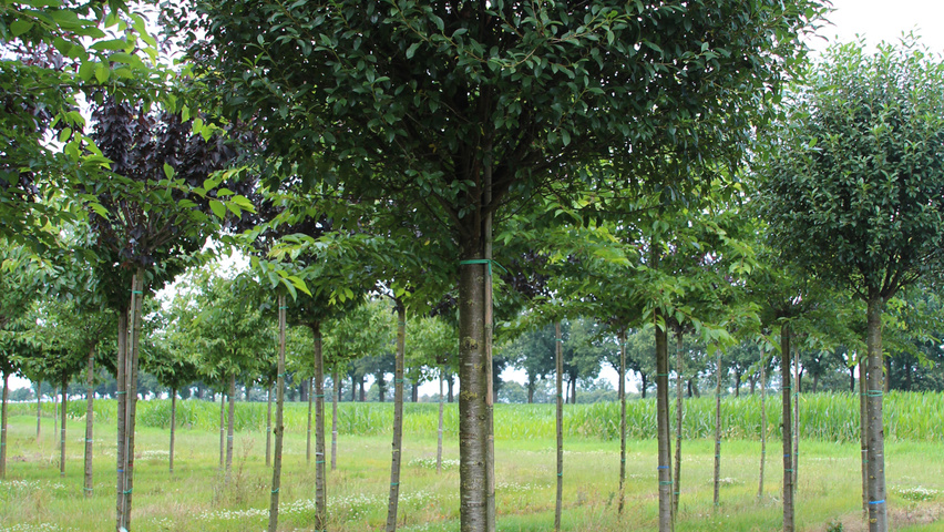 Prunus x eminens 'Umbraculifera' haute tige