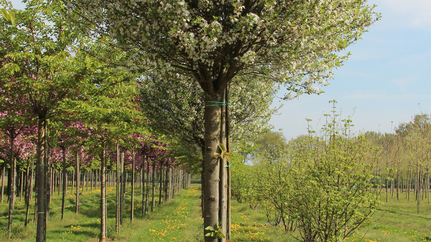 Prunus x eminens 'Umbraculifera' boule