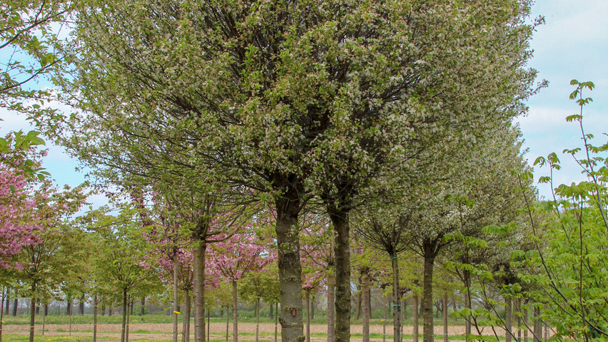 Prunus x eminens 'Umbraculifera' haute tige