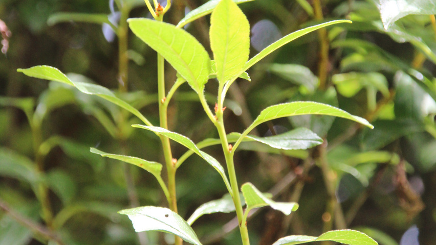 Prunus x eminens 'Umbraculifera' Feuilles