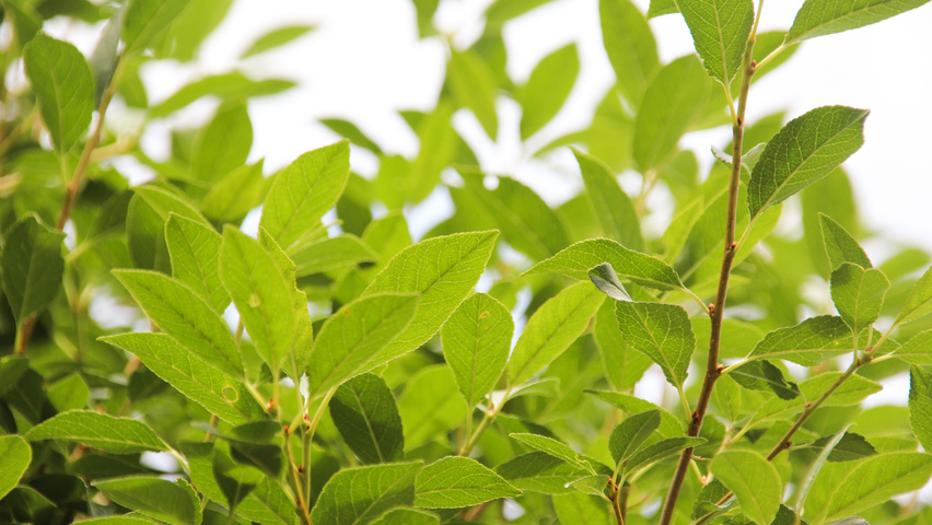 Prunus x eminens 'Umbraculifera' Feuilles