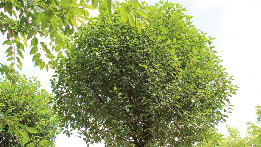 Prunus x eminens 'Umbraculifera' Feuilles