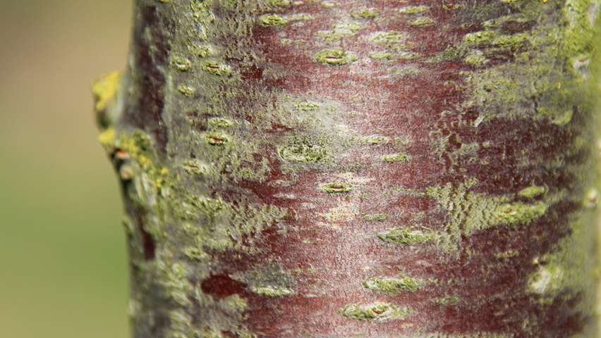 Prunus x gondouinii 'Schnee' bast