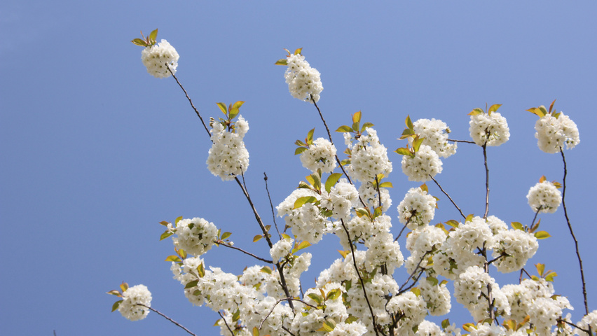 Prunus x gondouinii 'Schnee' bloem
