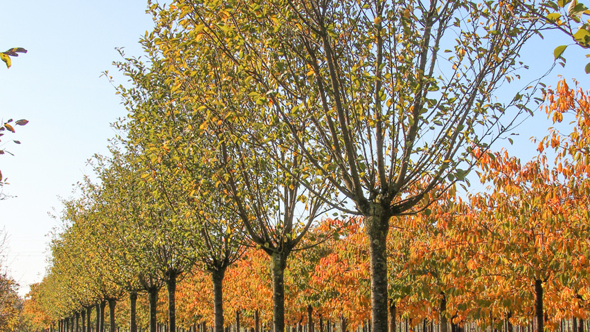 Prunus x gondouinii 'Schnee' hoogstam