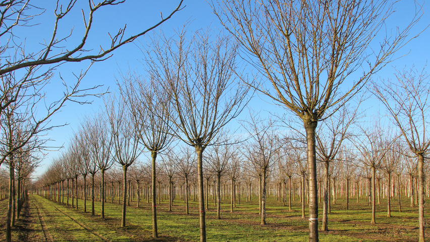 Prunus x gondouinii 'Schnee' hoogstam