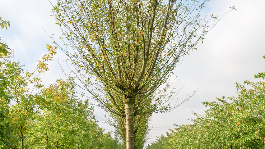 Prunus x gondouinii 'Schnee' hoogstam