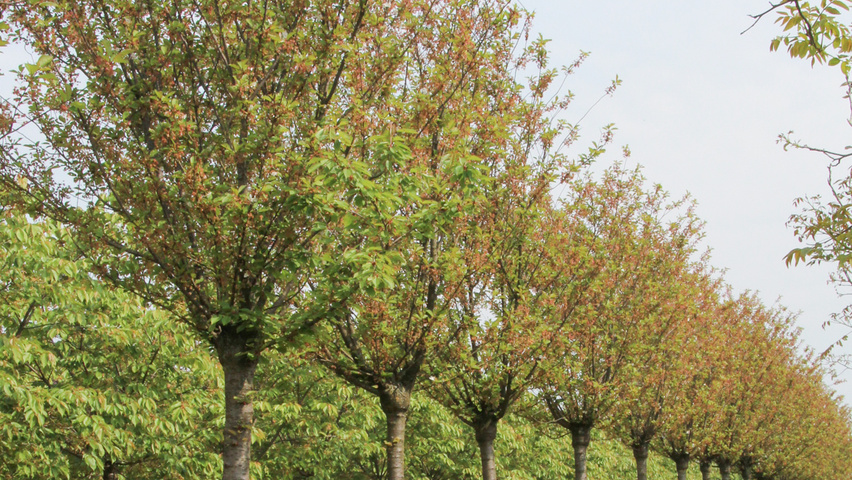 Prunus x gondouinii 'Schnee' hoogstam