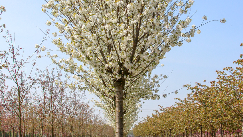 Prunus x gondouinii 'Schnee' hoogstam