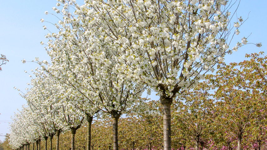 Prunus x gondouinii 'Schnee' hoogstam