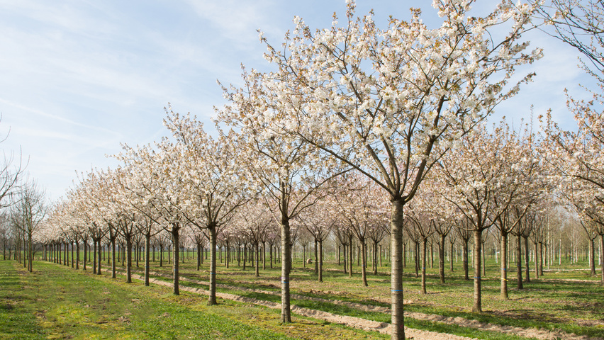Prunus x gondouinii 'Schnee' hoogstam