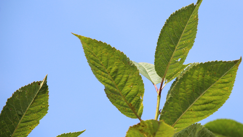 Prunus x gondouinii 'Schnee' blad