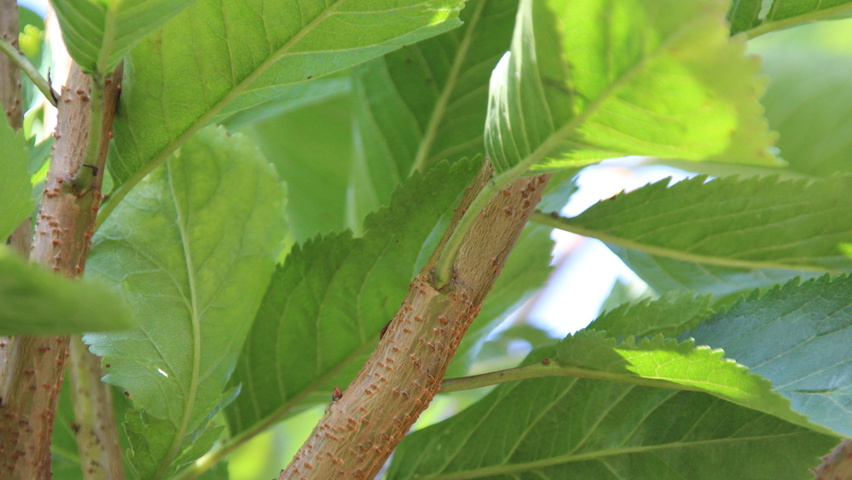 Prunus x gondouinii 'Schnee' twijgen
