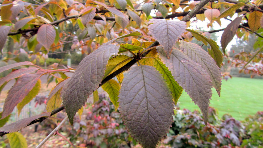 Prunus x schmittii autumn leaves
