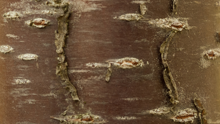 Prunus x schmittii bark