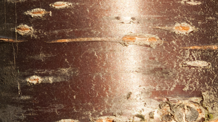 Prunus x schmittii bark